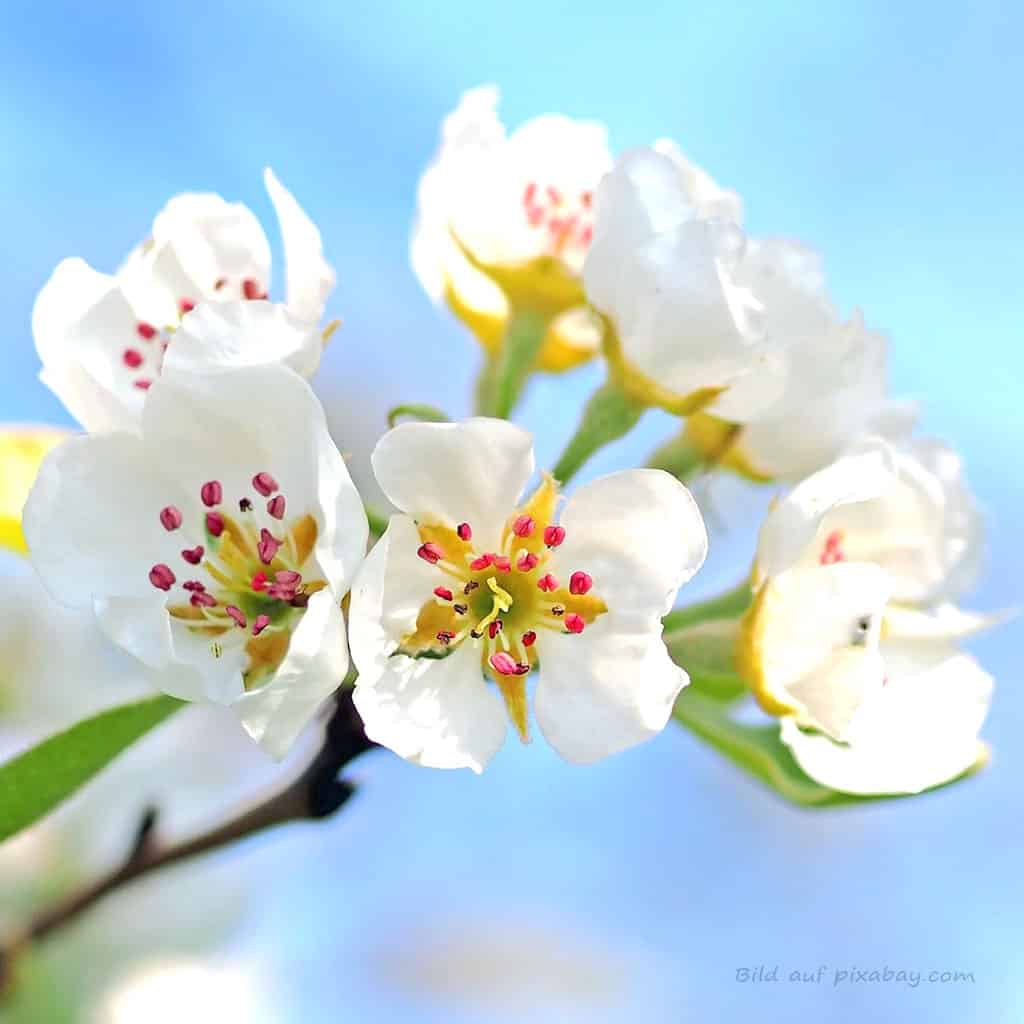 Blütenbild Apfelbaum Baumessenz TalaNia